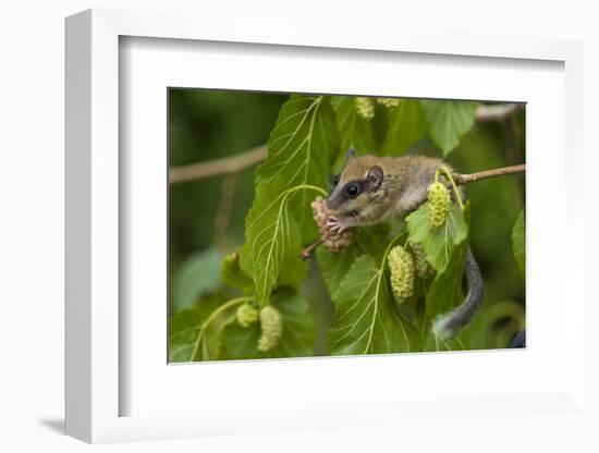 Forest Dormouse (Dryomys Nitedula) Feeding on Mulberries, Bulgaria, June-Nill-Framed Photographic Print