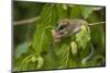 Forest Dormouse (Dryomys Nitedula) Feeding on Mulberries, Bulgaria, June-Nill-Mounted Photographic Print