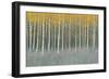 Forest Dusk-James Wiens-Framed Art Print