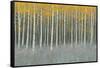 Forest Dusk-James Wiens-Framed Stretched Canvas