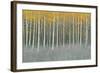 Forest Dusk-James Wiens-Framed Art Print