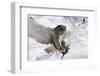 Forest, Eagle-Owl, Bubo Bubo, Flight, Snow, Landing, Winters, Series, Wilderness, Wildlife-Ronald Wittek-Framed Photographic Print