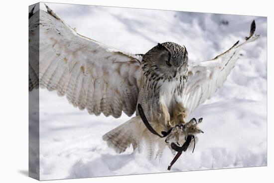 Forest, Eagle-Owl, Bubo Bubo, Flight, Snow, Landing, Winters, Series, Wilderness, Wildlife-Ronald Wittek-Stretched Canvas