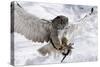 Forest, Eagle-Owl, Bubo Bubo, Flight, Snow, Landing, Winters, Series, Wilderness, Wildlife-Ronald Wittek-Stretched Canvas