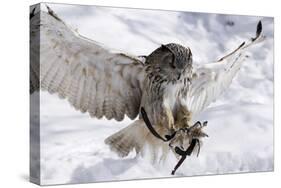 Forest, Eagle-Owl, Bubo Bubo, Flight, Snow, Landing, Winters, Series, Wilderness, Wildlife-Ronald Wittek-Stretched Canvas