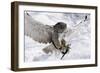 Forest, Eagle-Owl, Bubo Bubo, Flight, Snow, Landing, Winters, Series, Wilderness, Wildlife-Ronald Wittek-Framed Photographic Print