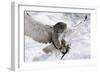 Forest, Eagle-Owl, Bubo Bubo, Flight, Snow, Landing, Winters, Series, Wilderness, Wildlife-Ronald Wittek-Framed Photographic Print