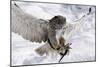 Forest, Eagle-Owl, Bubo Bubo, Flight, Snow, Landing, Winters, Series, Wilderness, Wildlife-Ronald Wittek-Mounted Photographic Print