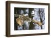 Forest, Eagle-Owl, Bubo Bubo, Flight, Winters, Series, Wilderness, Wildlife, Wildlife, Animal-Ronald Wittek-Framed Premium Photographic Print