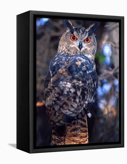 Forest Eagle Owl, Native to Eurasia-David Northcott-Framed Stretched Canvas