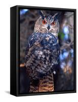 Forest Eagle Owl, Native to Eurasia-David Northcott-Framed Stretched Canvas
