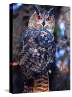 Forest Eagle Owl, Native to Eurasia-David Northcott-Stretched Canvas