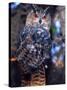 Forest Eagle Owl, Native to Eurasia-David Northcott-Stretched Canvas
