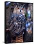 Forest Eagle Owl, Native to Eurasia-David Northcott-Framed Stretched Canvas