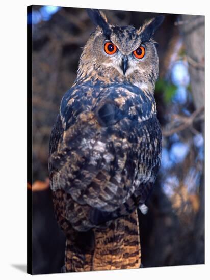 Forest Eagle Owl, Native to Eurasia-David Northcott-Stretched Canvas