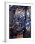 Forest Eagle Owl, Native to Eurasia-David Northcott-Framed Premium Photographic Print