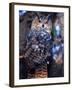 Forest Eagle Owl, Native to Eurasia-David Northcott-Framed Premium Photographic Print