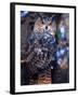 Forest Eagle Owl, Native to Eurasia-David Northcott-Framed Premium Photographic Print