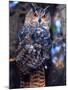 Forest Eagle Owl, Native to Eurasia-David Northcott-Mounted Premium Photographic Print