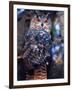 Forest Eagle Owl, Native to Eurasia-David Northcott-Framed Premium Photographic Print