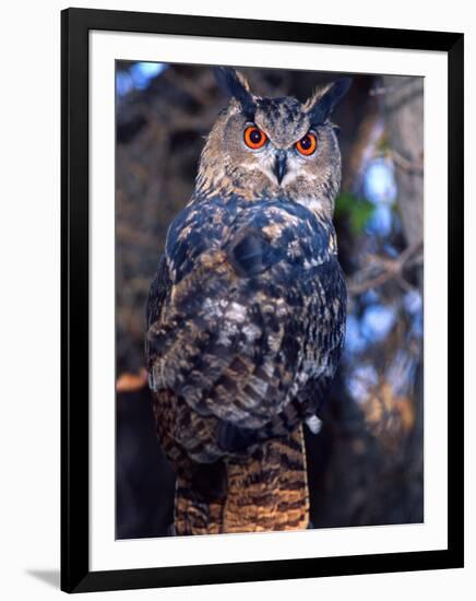 Forest Eagle Owl, Native to Eurasia-David Northcott-Framed Premium Photographic Print