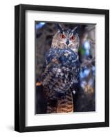 Forest Eagle Owl, Native to Eurasia-David Northcott-Framed Photographic Print