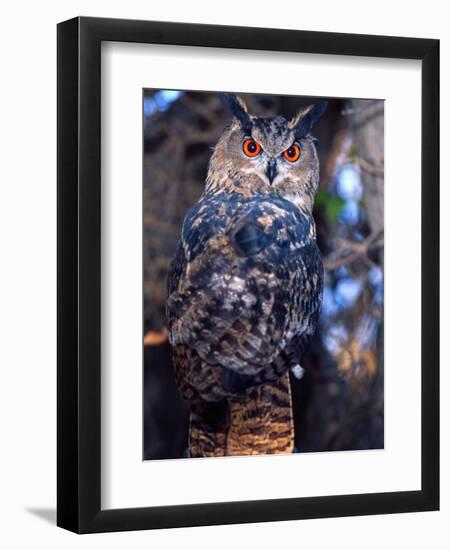 Forest Eagle Owl, Native to Eurasia-David Northcott-Framed Photographic Print