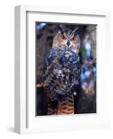 Forest Eagle Owl, Native to Eurasia-David Northcott-Framed Photographic Print