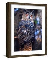 Forest Eagle Owl, Native to Eurasia-David Northcott-Framed Photographic Print