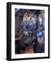 Forest Eagle Owl, Native to Eurasia-David Northcott-Framed Photographic Print