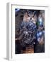 Forest Eagle Owl, Native to Eurasia-David Northcott-Framed Photographic Print