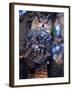 Forest Eagle Owl, Native to Eurasia-David Northcott-Framed Photographic Print