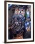 Forest Eagle Owl, Native to Eurasia-David Northcott-Framed Photographic Print