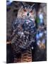 Forest Eagle Owl, Native to Eurasia-David Northcott-Mounted Photographic Print