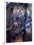 Forest Eagle Owl, Native to Eurasia-David Northcott-Framed Photographic Print
