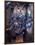 Forest Eagle Owl, Native to Eurasia-David Northcott-Framed Photographic Print