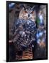 Forest Eagle Owl, Native to Eurasia-David Northcott-Framed Photographic Print