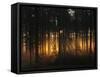 Forest - Early Light-Andreas Stridsberg-Framed Stretched Canvas