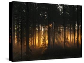 Forest - Early Light-Andreas Stridsberg-Stretched Canvas