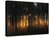 Forest - Early Light-Andreas Stridsberg-Stretched Canvas