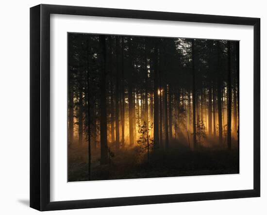 Forest - Early Light-Andreas Stridsberg-Framed Photographic Print