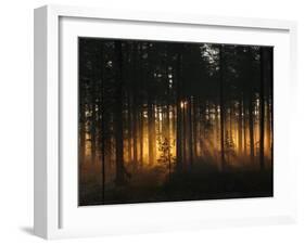 Forest - Early Light-Andreas Stridsberg-Framed Photographic Print