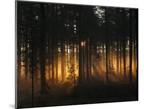 Forest - Early Light-Andreas Stridsberg-Mounted Photographic Print