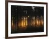 Forest - Early Light-Andreas Stridsberg-Framed Photographic Print