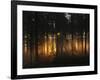 Forest - Early Light-Andreas Stridsberg-Framed Photographic Print