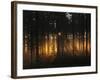 Forest - Early Light-Andreas Stridsberg-Framed Photographic Print