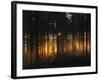 Forest - Early Light-Andreas Stridsberg-Framed Photographic Print