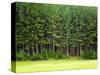 Forest Edge-Jim Craigmyle-Stretched Canvas