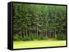 Forest Edge-Jim Craigmyle-Framed Stretched Canvas