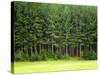Forest Edge-Jim Craigmyle-Stretched Canvas